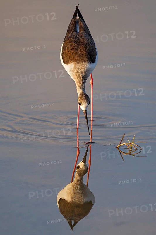 Black-winged Stilt (Himantopus himantopus) foraging, Albufeira, Spain