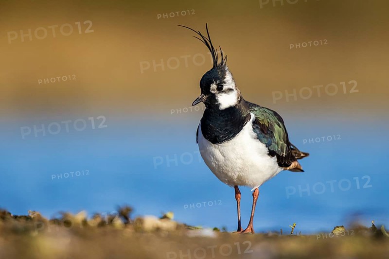 Northern Lapwing (Vanellus vanellus) male, North Rhine-Westphalia, Germany