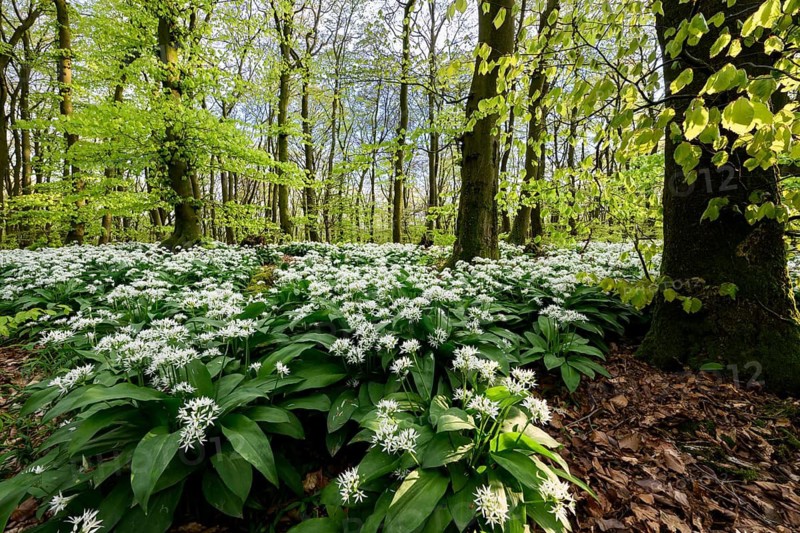 Wild garlic blossom (Allium ursinum) on the forest floor in a beech forest (Fagus sylvatica) in the Teutoburg Forest under soft light, Ahornweg, Terra Vita nature park Park, Teutoburg Forest, Lower Saxony, Germany