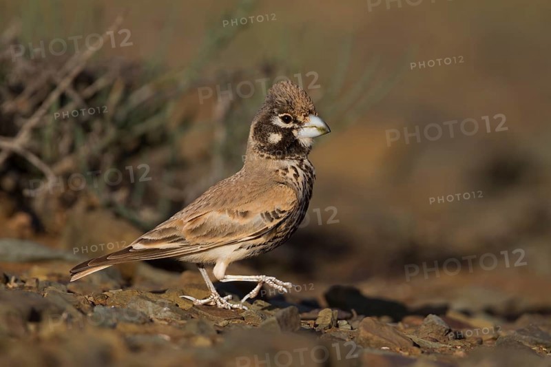 Thick-billed Lark - Knackerlerche - Rhamphocory clotbey, Morocco, male