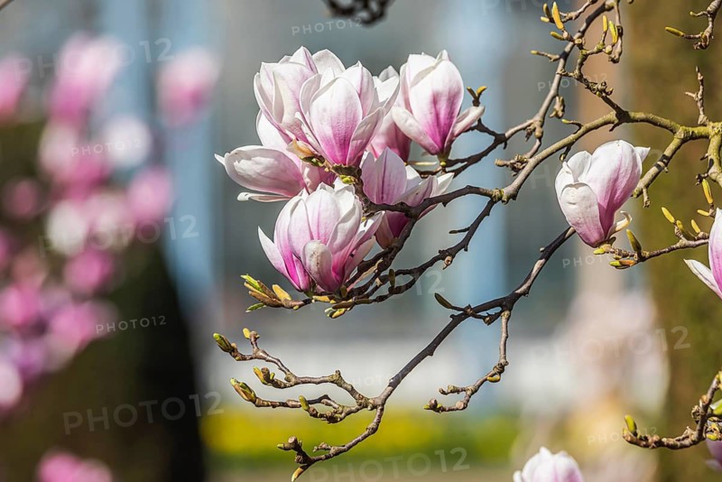 Magnolia blossom in the Moorish Garden at Wilhelma. Magnolias (Magnolia) are in bloom in the Stuttgart Zoological-Botanical Garden. According to Wilhelma, the Moorish Garden is home to the largest magnolia grove north of the Alps. Stuttgart, Baden-Württemberg, Germany