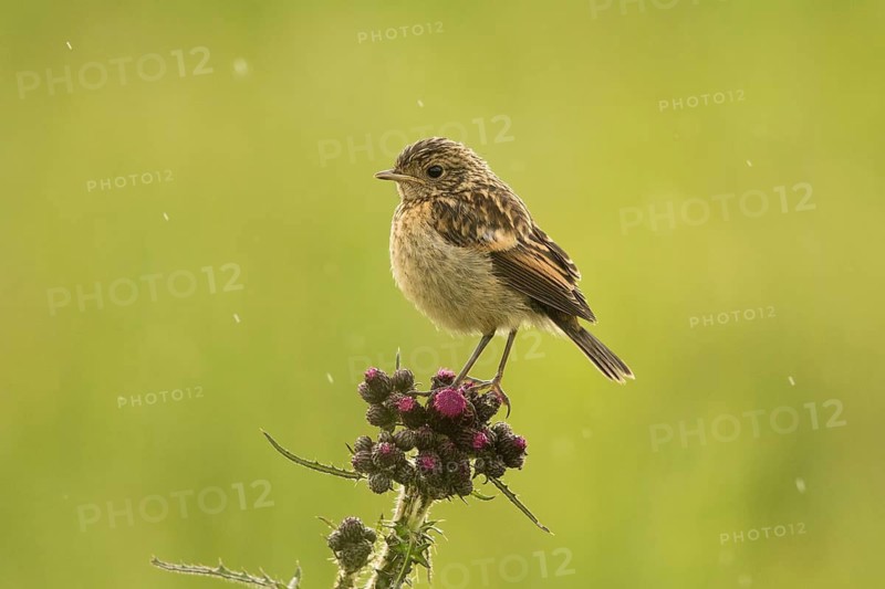 European Stonechat (Saxicola rubicola) juvenile, Bavaria, Germany