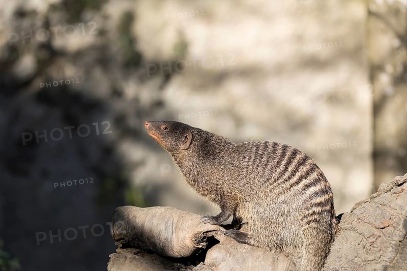 An adult zebra mongoose (Mungos mungo) sits on a hollow, fallen tree trunk in the soft morning light. East, Southeast and South-Central Africa