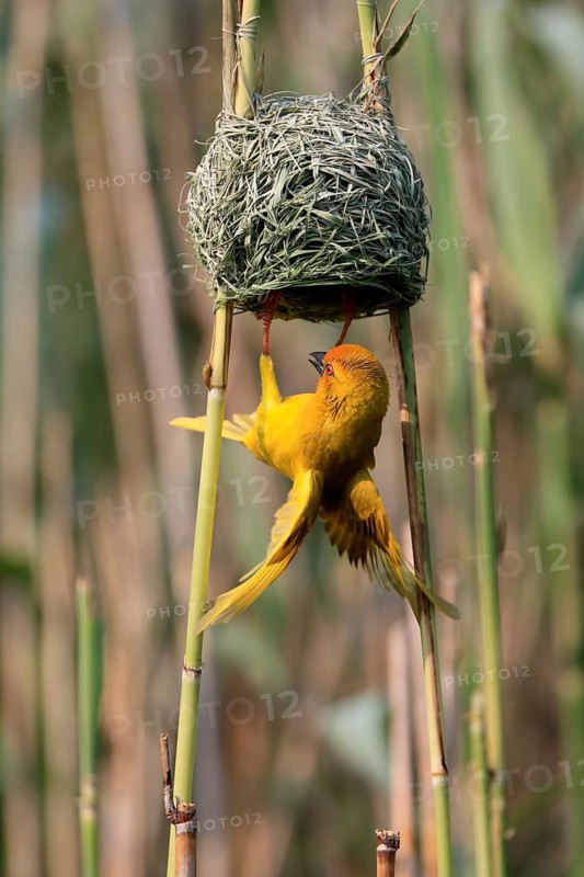 Eastern golden weaver (Ploceus subaureus), adult, male, at the nest, mating, Saint Lucia Estuary, Isimangaliso Wetland Park, Kwazulu Natal, South Africa