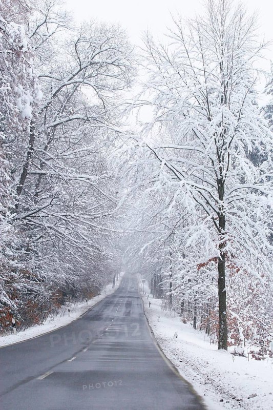 Forest in winter, Saxony, Germany