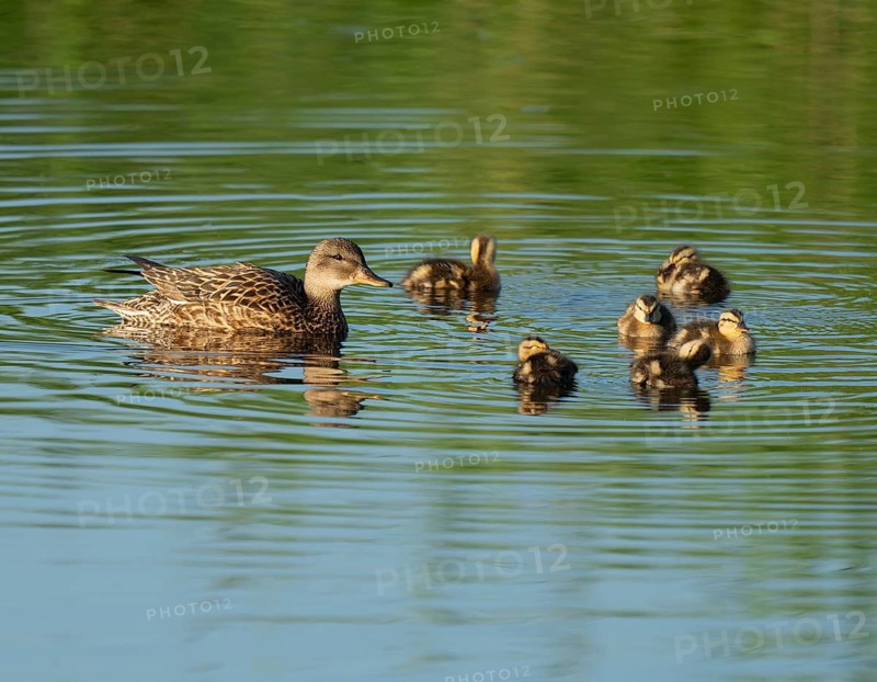 Mallard (Anas platyrhynchos) female and young birds swimming on a lake, blue water, Lower Saxony, Germany