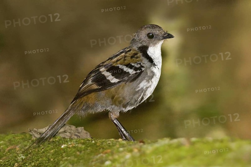 Australian Logrunner (Orthonyx temminckii) male, Queensland, Australia