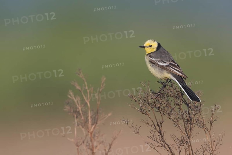 Citrine Wagtail - Zitronenstelze - Motacilla citreola ssp. citreola, Russia