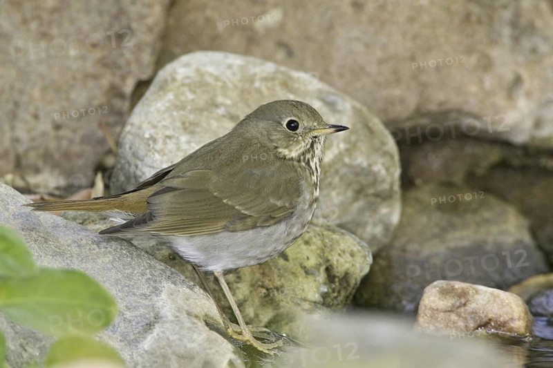 Hermit Thrush (Catharus guttatus), Arizona, USA