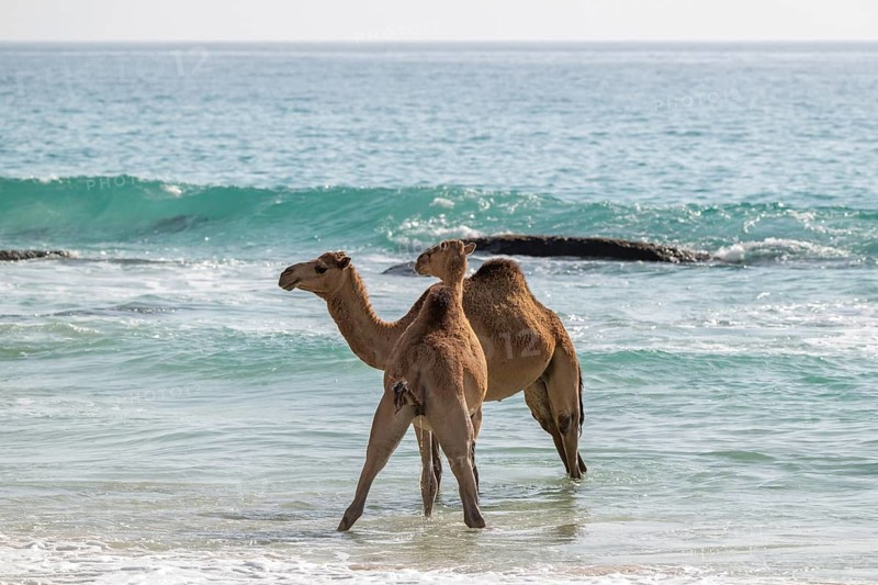 Dromedary (Camelus dromedarius), camels, bathing in the sea, Oman
