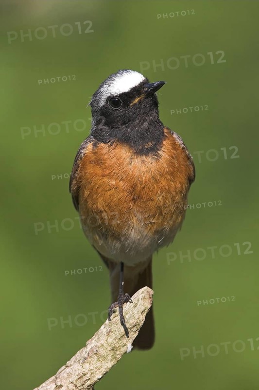 Common Redstart (Phoenicurus phoenicurus) male, Baden-Wuerttemberg, Germany