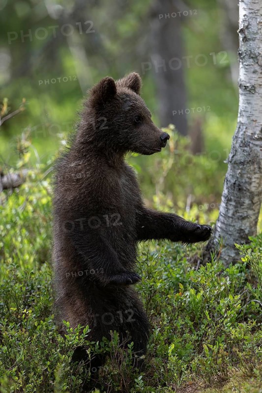 European brown bear, Karelia, Finland