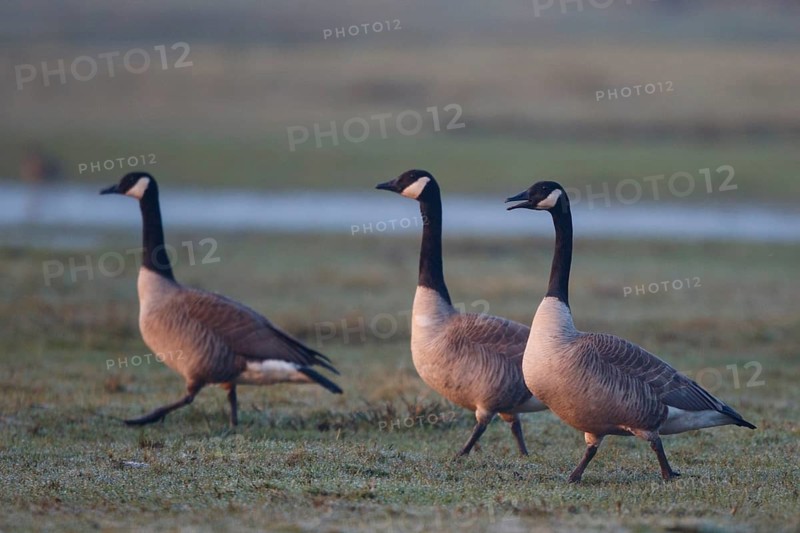 Canada Goose (Branta canadensis), North Rhine-Westphalia, Germany
