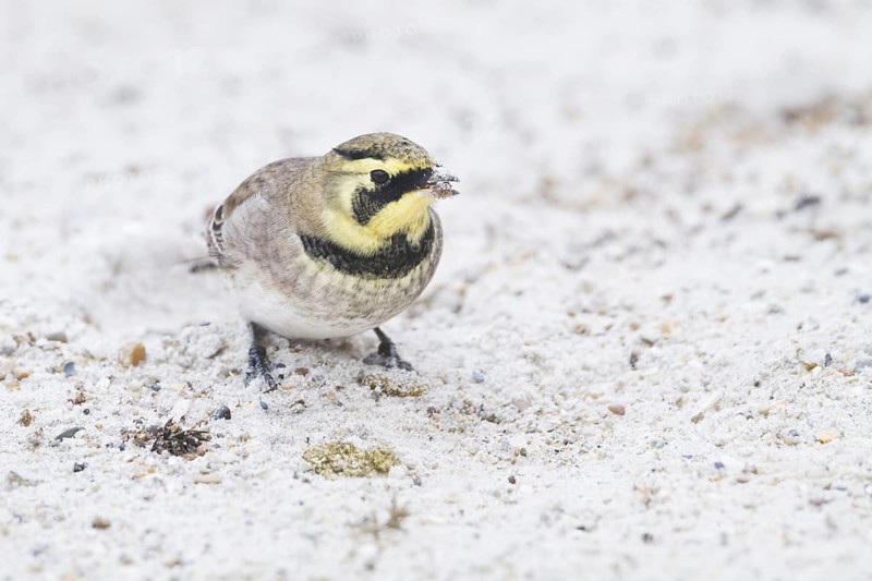 Horned Lark - Ohrenlerche - Eremophila alpestris flava, Germany