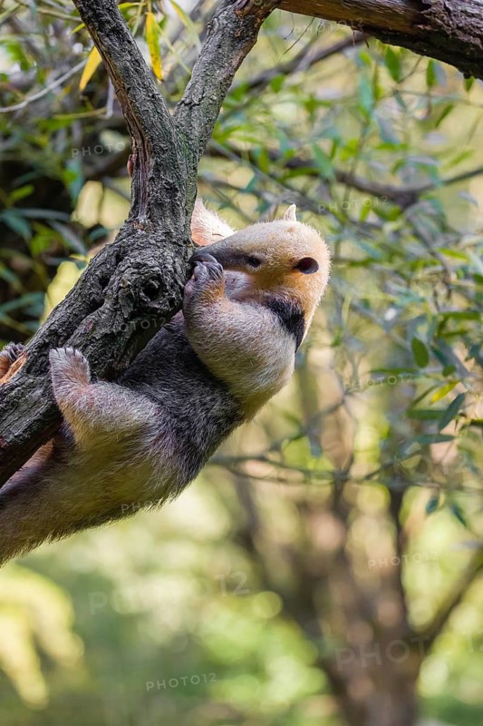 One southern tamandua (Tamandua tetradactyla), climbs up a tree in a forest