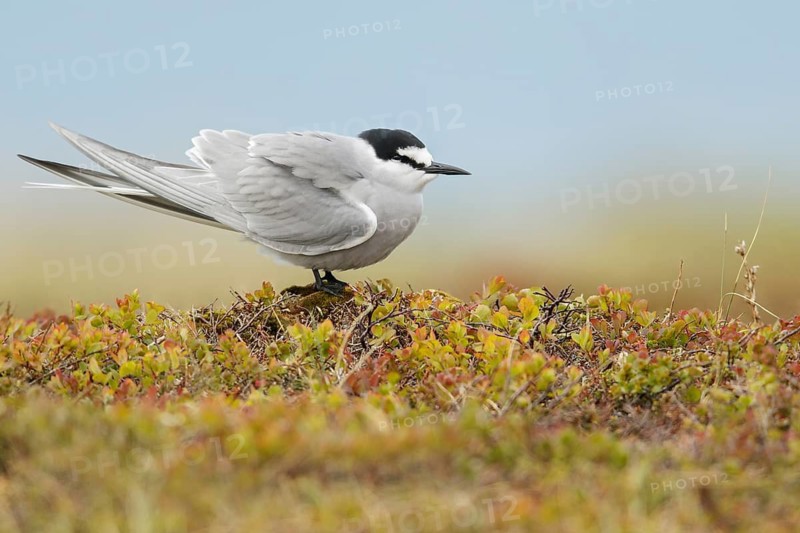 Aleutian Tern (Onychoprion aleuticus) perched on the tundra in Nome, Alaska