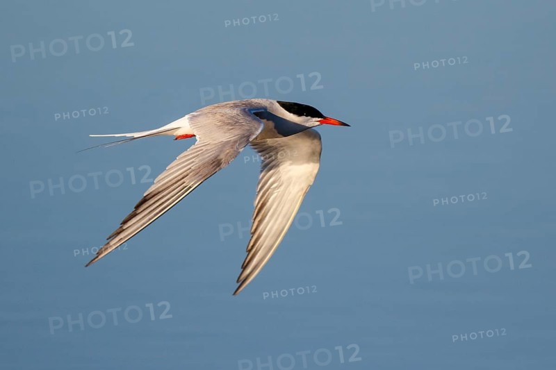 Common Tern (Sterna hirundo) flying, Greece