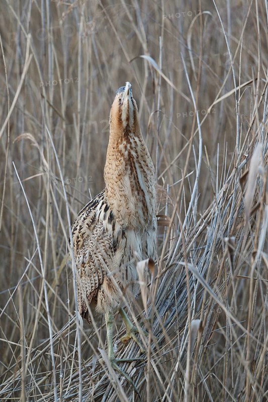 Eurasian Bittern (Botaurus stellaris), Hesse, Germany
