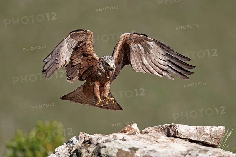 Black Kite (Milvus migrans), approach, Extremadura, Spain