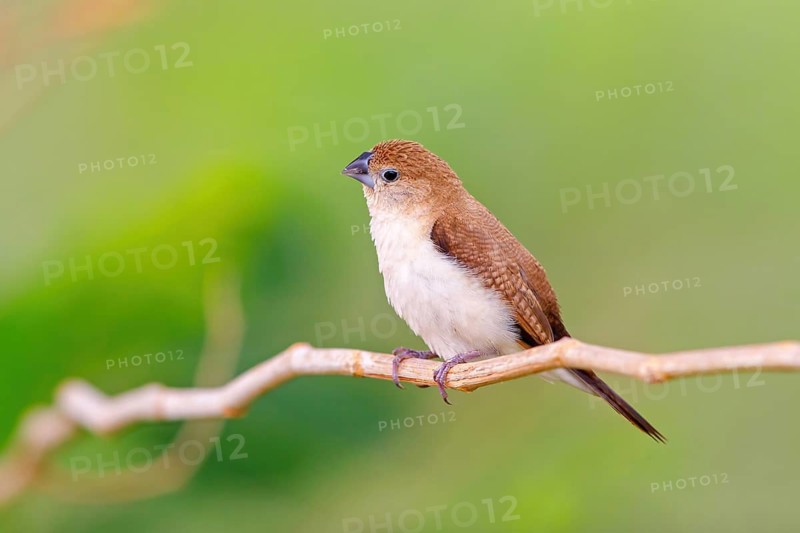African Silverbill, (Lonchura cantans), on perch, Ayn Tobroq and Ayn Athum junction, Salalah, Dhofar, Oman