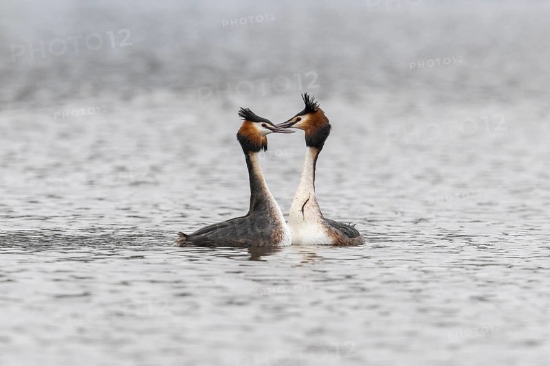 Great Crested Grebe (Podiceps Scalloped ribbonfish), courtship display, Emsland, Lower Saxony, Germany