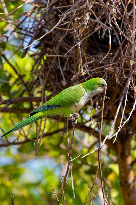Monk parakeet (Myiopsitta monachus) Pantanal Brazil