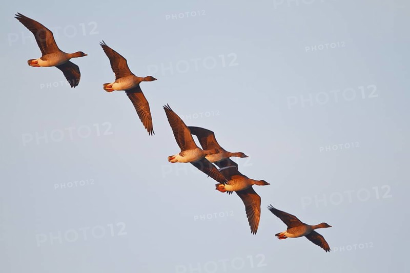 Taiga Bean Goose (Anser fabalis) flying, North Rhine-Westphalia, Germany