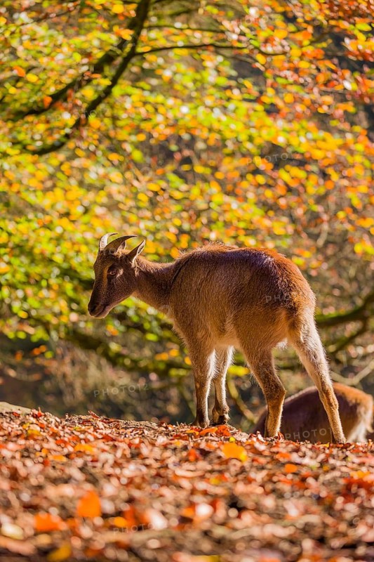Two female Himalayan tahr (Hemitragus jemlahicus) are backlit in a forest. In the background is a dense autumn forest
