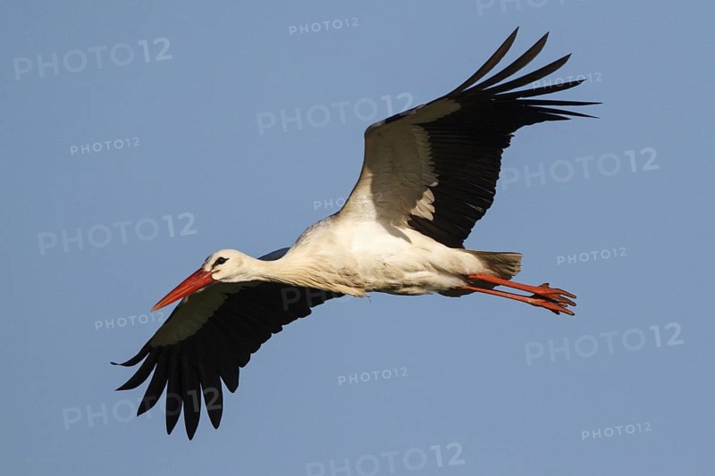 White Stork (Ciconia ciconia) flying, North Rhine-Westphalia, Germany