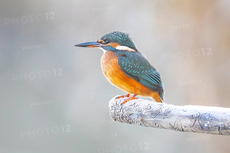 Kingfisher (Alcedo atthis) Germany