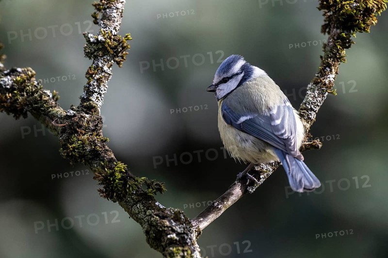 Blue tit (Parus caerulea), Emsland, Lower Saxony, Germany