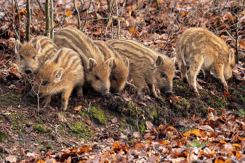 Wild boar (Sus scrofa), fresh boar, Melle, Lower Saxony, Germany