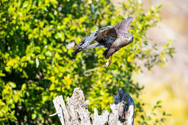 Common Buzzard (Buteo buteo) Germany