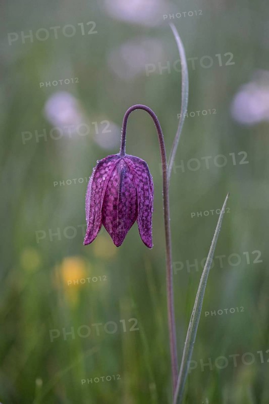 Snake's Head Fritillary (Fritillaria meleagris), Lower Saxony, Germany