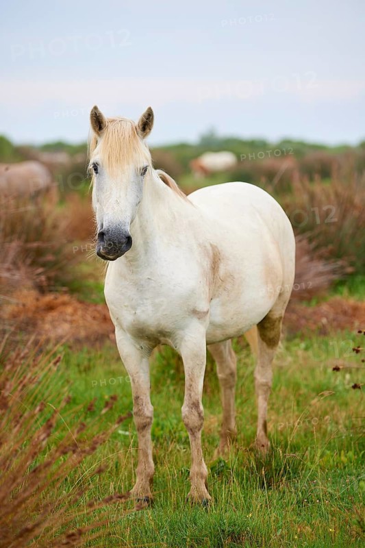 A white Camargue horse stands in a green meadow, surrounded by natural landscape and radiates peace, Camargue, France