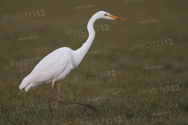 Great Egret (Ardea alba) foraging, North Rhine-Westphalia, Germany