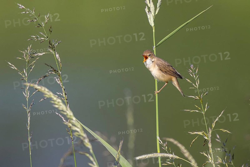 Marsh Warbler (Acrocephalus palustris) singing, North Rhine-Westphalia, Germany