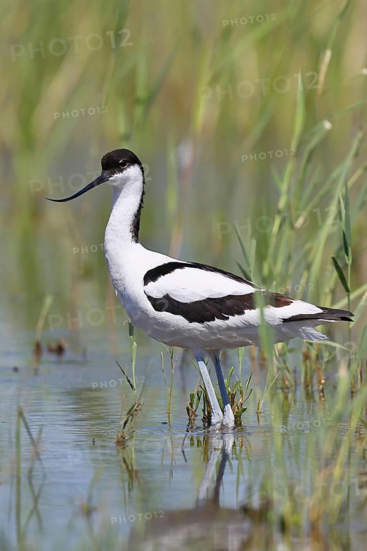 Avocet (Recurvirostra avosetta) adult wader standing in the shallow water of the lake shore zone, Wildlife, Lake Neusiedl-Seewinkel National Park, Burgenland, Austria