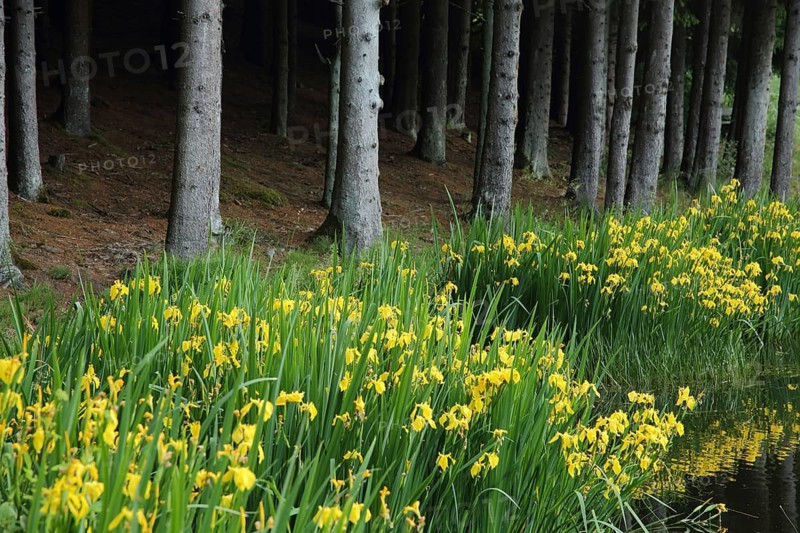 Marsh iris (Iris pseudacorus) on the shore and dark forest with tree trunks, forest edge, UNESCO, biosphere reserve, Hochrhönstraße, nature photography, Rothsee, Rhön, Bavaria, Germany
