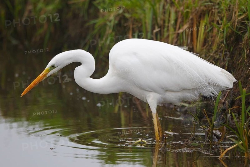 Great Egret (Ardea alba), Netherlands