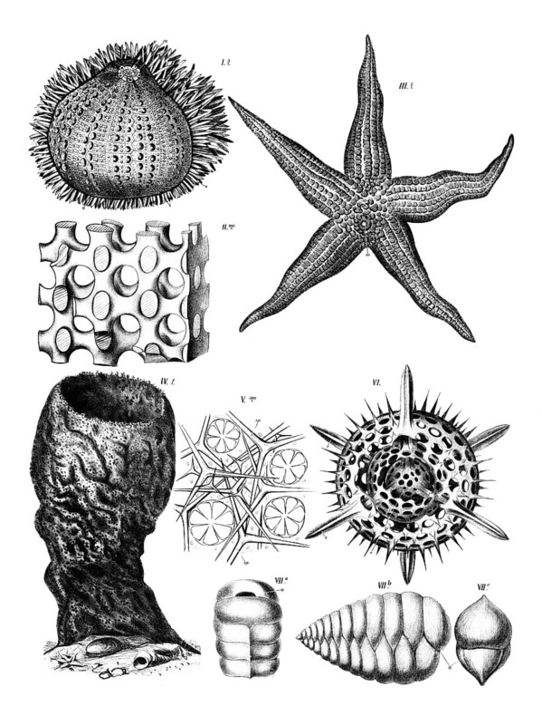 Anatomy of echinoderms, various echinoderms, echinodermata, a group of invertebrates living exclusively in the sea, sea urchins, starfish and various microscopic skeletal structures of these animals, reproduction of a historical school picture, mural or teaching board, authentic, exact date unknown
