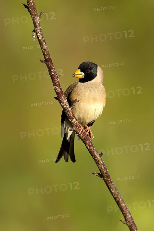 Chinese Grosbeak (Eophona migratoria) male perched on a branch, Ishikawa, Japan