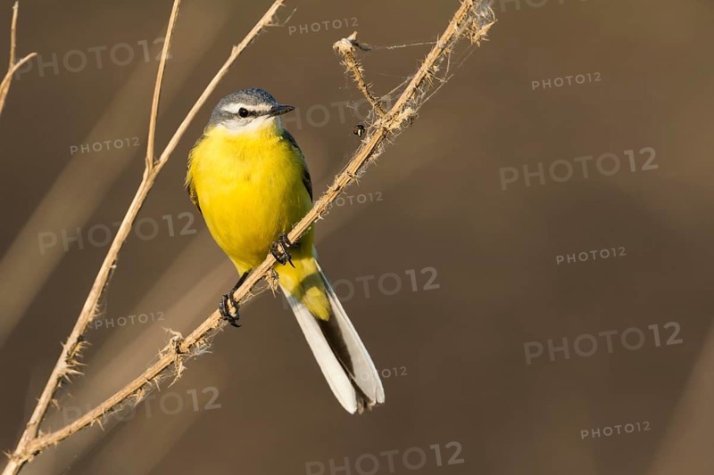 Sykes Wagtail - Schafstelze - Motacilla flava ssp. beema, Russia, adult male