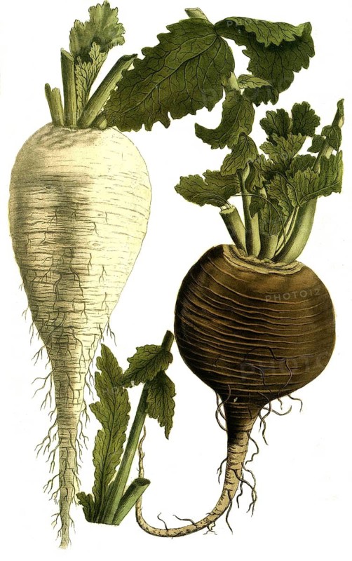 Botany, plants, black and white radish