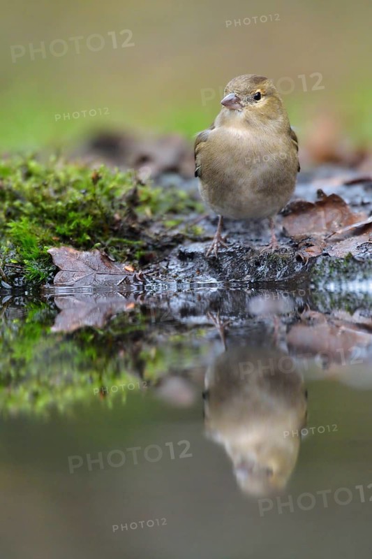 Common Chaffinch (Fringilla coelebs) female at a waterhole, Netherlands