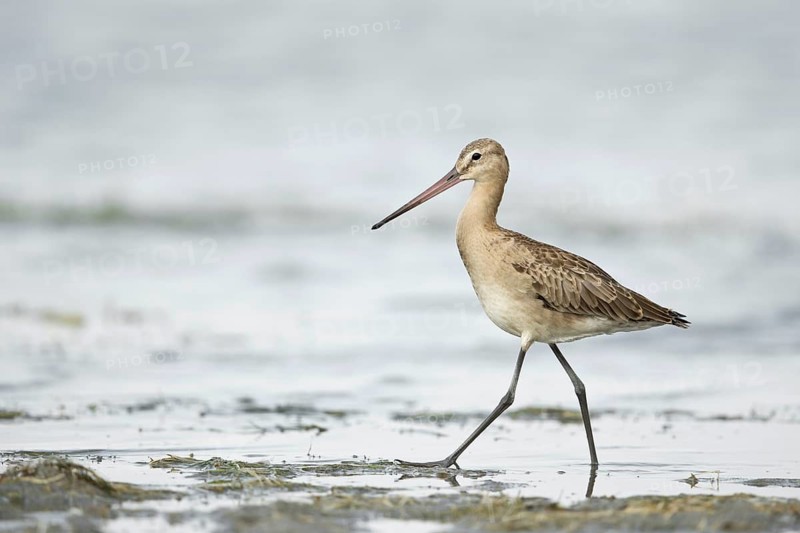 Black-tailed Godwit (Limosa limosa melanuroides) juvenile foraging at shoreline, Dornod-Aimag, Mongolia