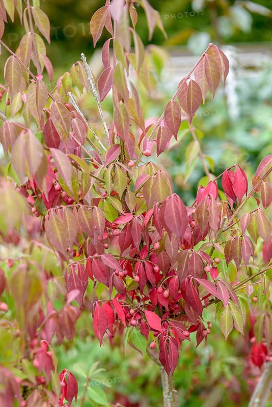 Winged spindle bush (Euonymus alatus 'Compactus'), Hesse State Garden Show, Germany