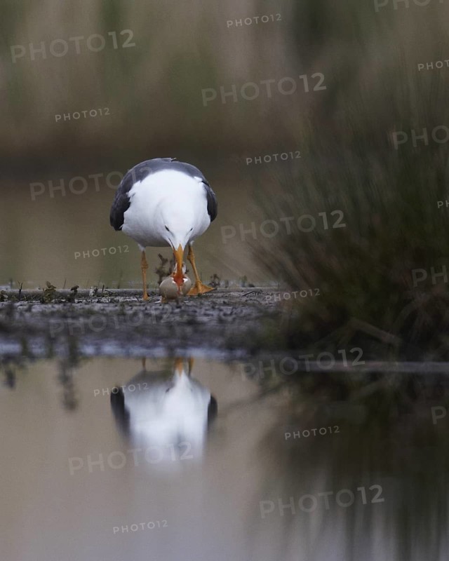 Lesser Black-backed Gull (Larus fuscus), Schleswig-Holstein, Germany