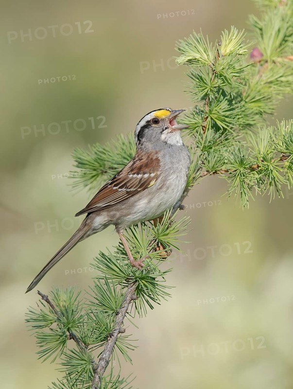 White-throated Sparrow (Zonotrichia albicollis) singing, Minnesota, USA
