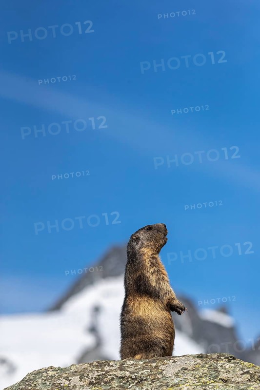 One adult Alpine Marmot, Marmota marmota, standing erected on a rock. Grossglockner Mountain in the distant background
